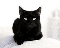 Büsi und andere Tiere